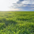 YoungÃÂ Wheat,ÃÂ GreenÃÂ WheatÃÂ SeedlingsÃÂ growing in a field Royalty Free Stock Photo